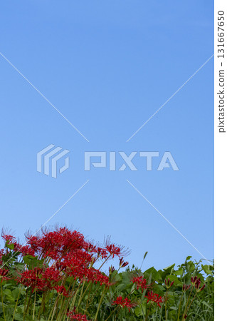 Copy space of full bloom cluster amaryllis and blue sky 131667650