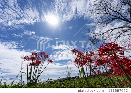 Copy space of full bloom cluster amaryllis and blue sky 131667652