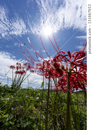 Copy space of full bloom cluster amaryllis and blue sky 131667653