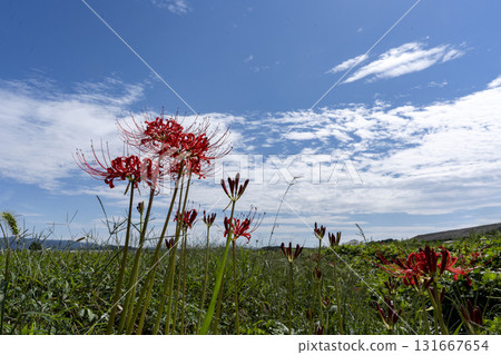 Copy space of full bloom cluster amaryllis and blue sky Copy space of full bloom cluster amaryllis and blue sky 131667654