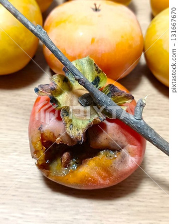 Bird damage: Home-grown Fuyu persimmons eaten by birds Bird damage: Home-grown Fuyu persimmons eaten by birds 131667670