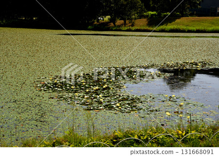 Mito Botanical Garden 2025-8-31 #33 131668091