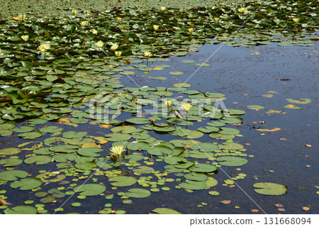 Mito Botanical Garden 2025-8-31 #36 131668094