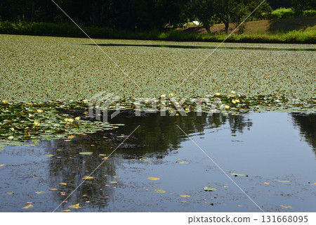 Mito Botanical Garden 2025-8-31 #37 131668095