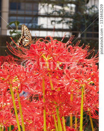 Red spider lilies and swallowtail butterflies Red spider lilies and swallowtail butterflies 131668209