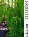 Fern bloom 131668306
