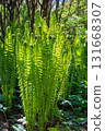 Fern bloom 131668307