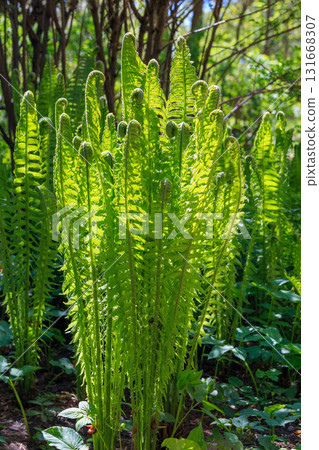 Fern bloom Fern bloom 131668307