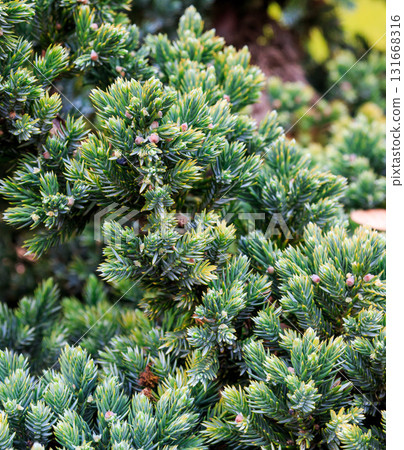 The beauty of a spruce in the sun's rays 131668316