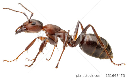 ants, isolated on a transparent background PNG 131668453
