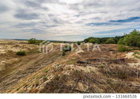 Curonian Spit National Park. Zelenogradsk, Kaliningrad Oblast, Russia. 131668526