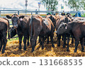 Black Angus calves in the open air 131668535