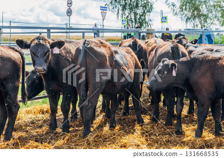 Black Angus calves in the open air 131668535
