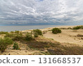 Zelenogradsk, Curonian Spit National Park. Sand dunes on the shore of the Baltic Sea 131668537