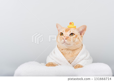 Funny ginger cat in bathrobe with rubber duck Funny ginger cat in bathrobe with rubber duck 131668714