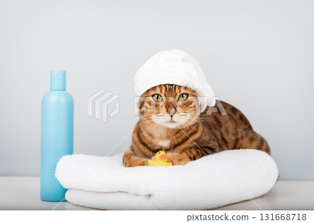 Bengal cat in a towel with a rubber ducky Bengal cat in a towel with a rubber ducky 131668718
