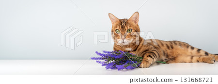 Bengal cat with purple flowers 131668721
