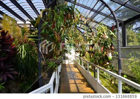 Mito Botanical Garden 2025-8-31 #54 131668859