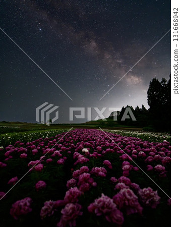 Rhododendrons and the Milky Way 131668942