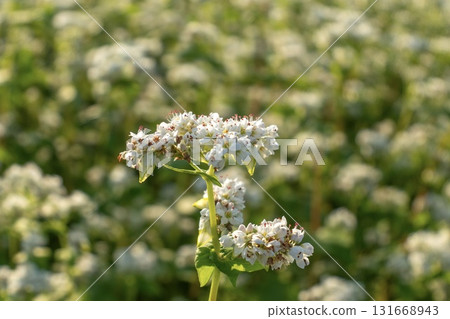 夏季盛開的蕎麥花 131668943