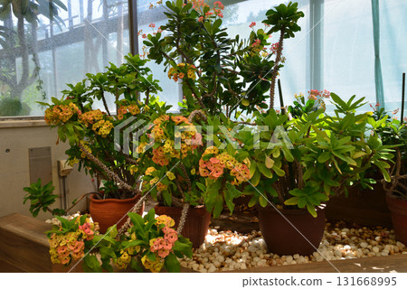 Mito Botanical Garden 2025-8-31 #66 131668995