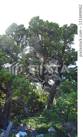 Jyakushin forest of Osezaki 131669062