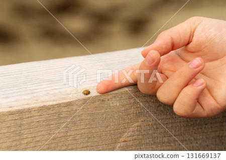 Human hand reaching toward small ladybug on wood Human hand reaching toward small ladybug on wood 131669137