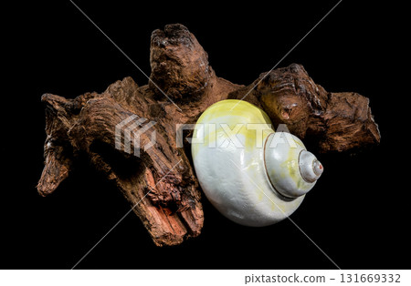 Polished Moon Shell on Dark Textured Driftwood Against Black 131669332