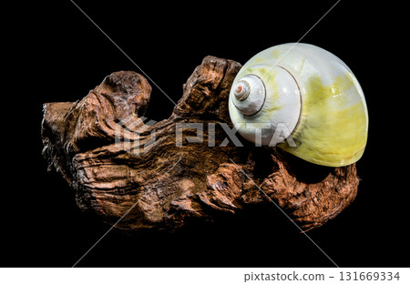 Polished Moon Shell on Dark Textured Driftwood Against Black Polished Moon Shell on Dark Textured Driftwood Against Black 131669334