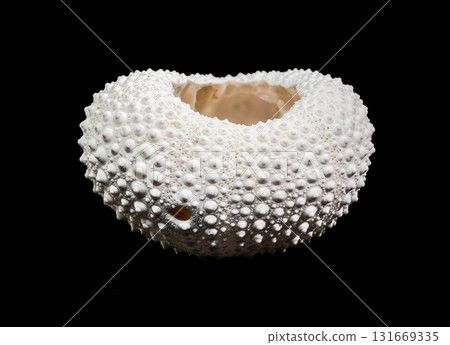 White Sea Urchin Shell Against Black Background Detailed Close-up View White Sea Urchin Shell Against Black Background Detailed Close-up View 131669335