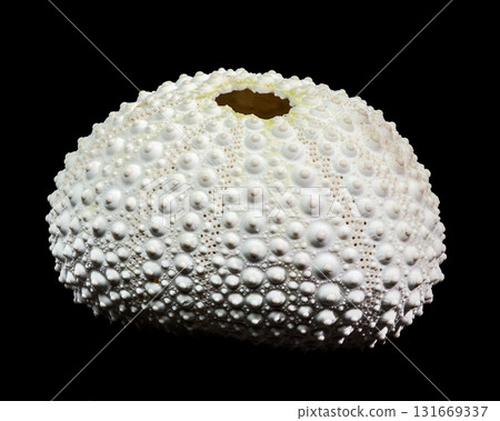 White Sea Urchin Shell Against Black Background Detailed Close-up View White Sea Urchin Shell Against Black Background Detailed Close-up View 131669337