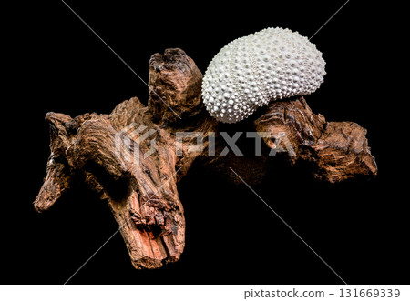 Sea Urchin Shell on Dark Driftwood Against Black Background 131669339