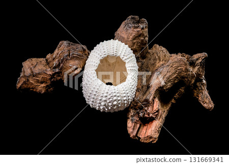 Sea Urchin Shell on Dark Driftwood Against Black Background 131669341