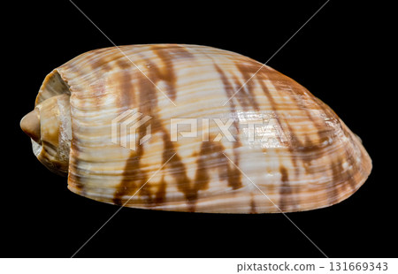 Noble Volute Shell Brown Stripes Black Background Noble Volute Shell Brown Stripes Black Background 131669343