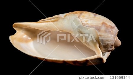 Noble Volute Shell Brown Stripes Black Background Noble Volute Shell Brown Stripes Black Background 131669344
