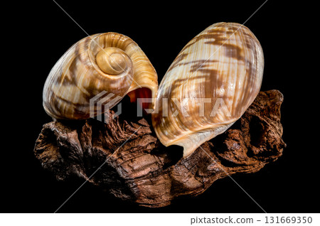 Noble Volute Shell on Dark Driftwood Against Black Background Noble Volute Shell on Dark Driftwood Against Black Background 131669350