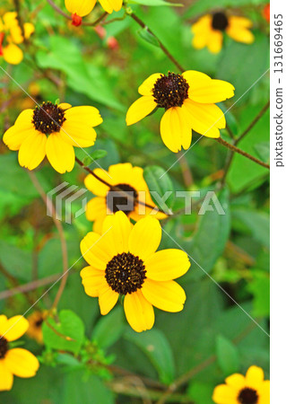 Plant: Rudbeckia takao, Asteraceae Plant: Rudbeckia takao, Asteraceae 131669465