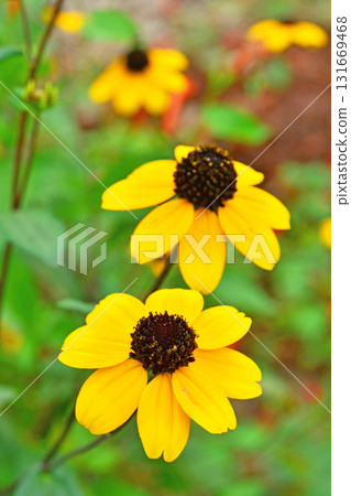 Plant: Rudbeckia takao, Asteraceae 131669468