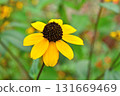 Plant: Rudbeckia takao, Asteraceae 131669469