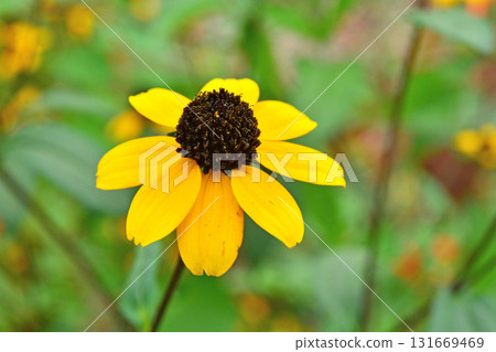 Plant: Rudbeckia takao, Asteraceae Plant: Rudbeckia takao, Asteraceae 131669469