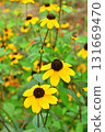 Plant: Rudbeckia takao, Asteraceae 131669470