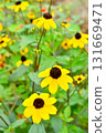 Plant: Rudbeckia takao, Asteraceae 131669471