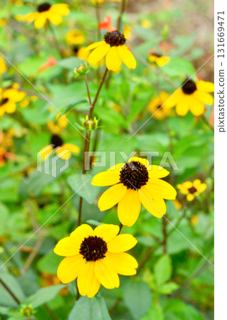 植物:高尾金光菊,菊科 植物:高尾金光菊,菊科 131669471