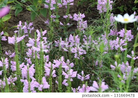 Pink lily of the valley flowers blooming in an autumn park Pink lily of the valley flowers blooming in an autumn park 131669478