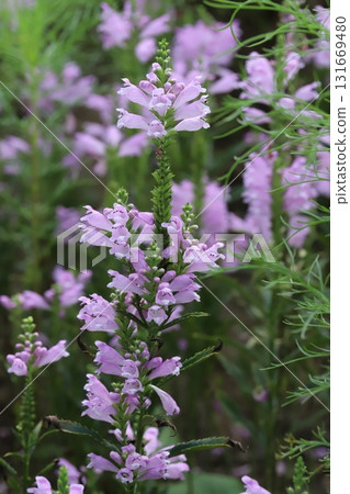 Pink lily of the valley flowers blooming in an autumn park Pink lily of the valley flowers blooming in an autumn park 131669480