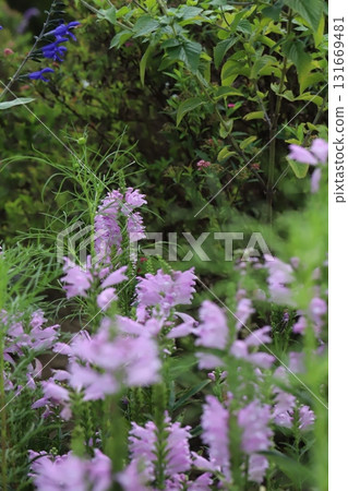 Pink lily of the valley flowers blooming in an autumn park Pink lily of the valley flowers blooming in an autumn park 131669481