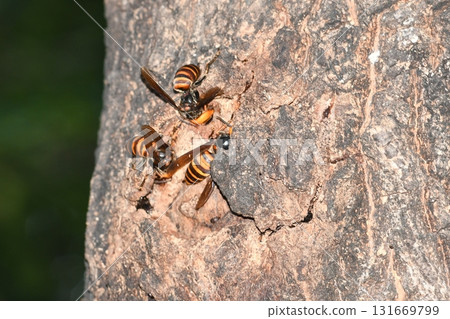 一隻大黃蜂正在吸食橡樹的汁液 131669799