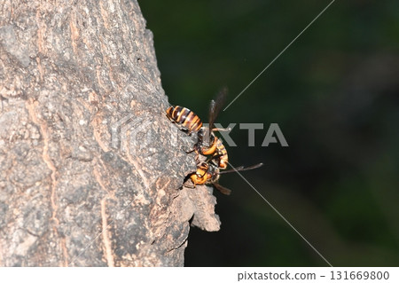 A giant hornet sucking sap from a sawtooth oak tree 131669800