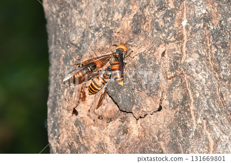 A giant hornet sucking sap from a sawtooth oak tree 131669801