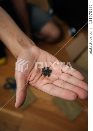 Gardener holding small hydroponic seeds in n open hand, preparing for planting in rockwool to establish thriving vertical hydroponic tower garden for sustainable urban farming. Gardener holding small hydroponic seeds in n open hand, preparing for planting in rockwool to establish thriving vertical hydroponic tower garden for sustainable urban farming. 131670152